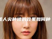 美人尖种植的效果如何种植美人尖好不好