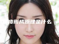 双眼皮形成原理是什么 双眼皮vs.单眼构造图解
