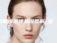 双眼皮遗传基因图解_做完双眼皮以后多久可以化妆